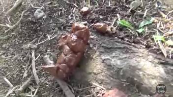 Asian female defecates in public park
