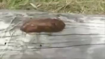 Sophie defecating in the park
